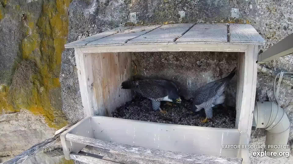 March 4, 2021: Newman and the banded female at GSB