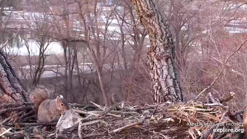 March 8, 2021: A squirrel forages at N2B