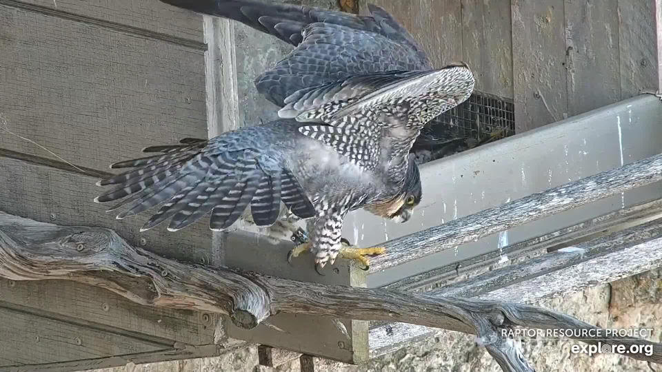 March 8, 2021: Falcon Nina at Great Spirit Bluff