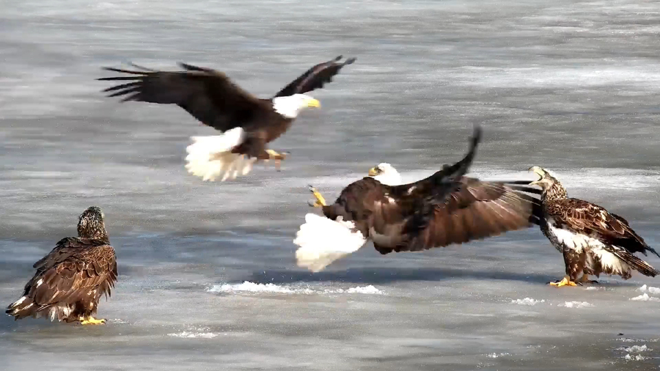 March 8, 2021: Flyway Follies!