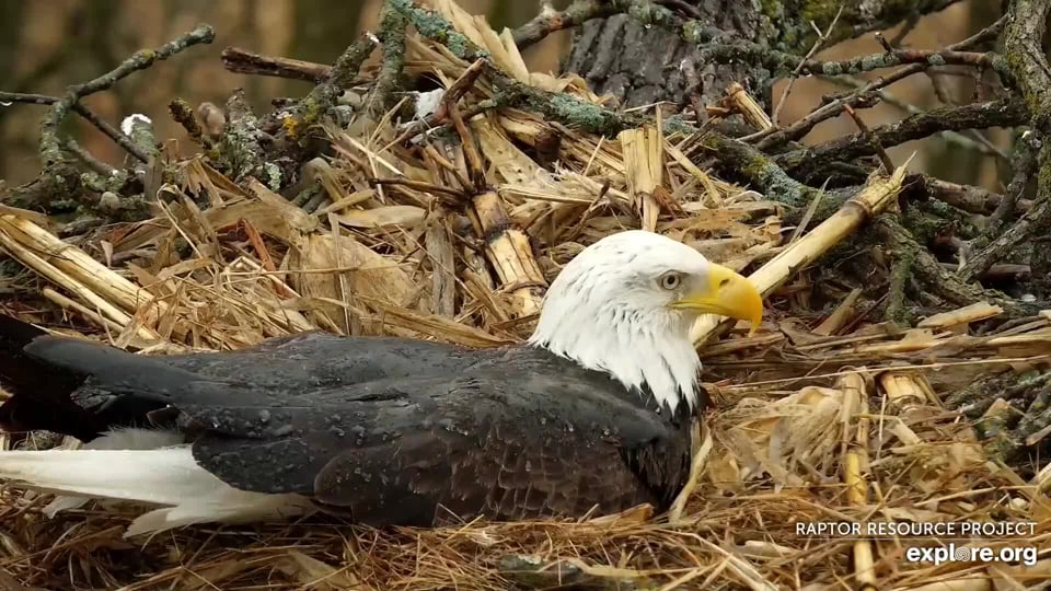 March 10, 2021: Mr. North incubates stoically in the spring rain. While water puddles on his back and drains down his feathers, he keeps the eggs beneath him warm and dry!
