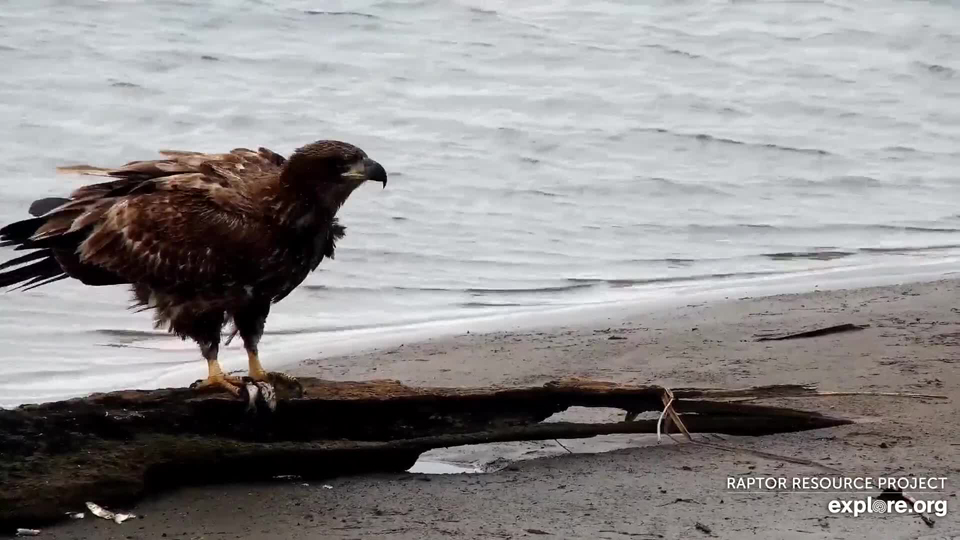 March 10, 2021: A juvenile eagle on the Flyway. I was out surveying for falcons yesterday and counted an incredible 92 in the air and 93 on the rapidly melting ice on the southern stretch of Lake Pepin