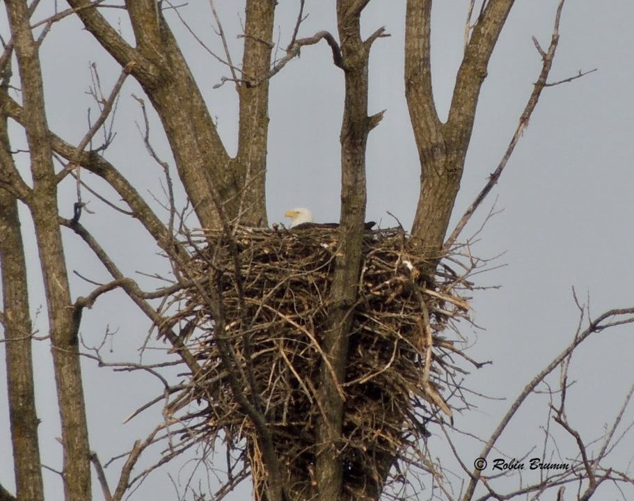 March 7, 2021: DM2 on the new nest