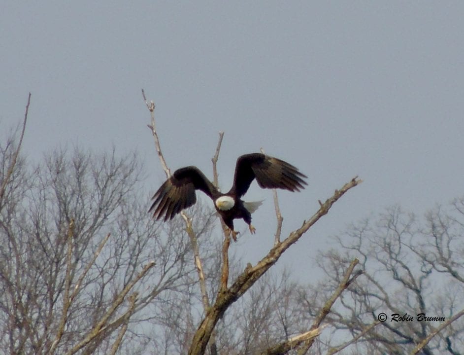 March 7, 2021: Mom flying off a tree near N3.