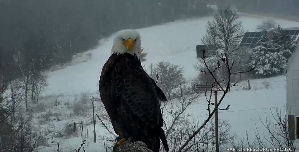 March 15, 2021: A male eagle at N1. DM2, is that you?
