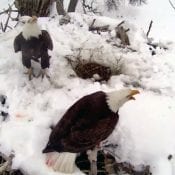 March 16, 2021: Ma and Pa Jr. on the nest, Fort St. Vrain, Platteville CO