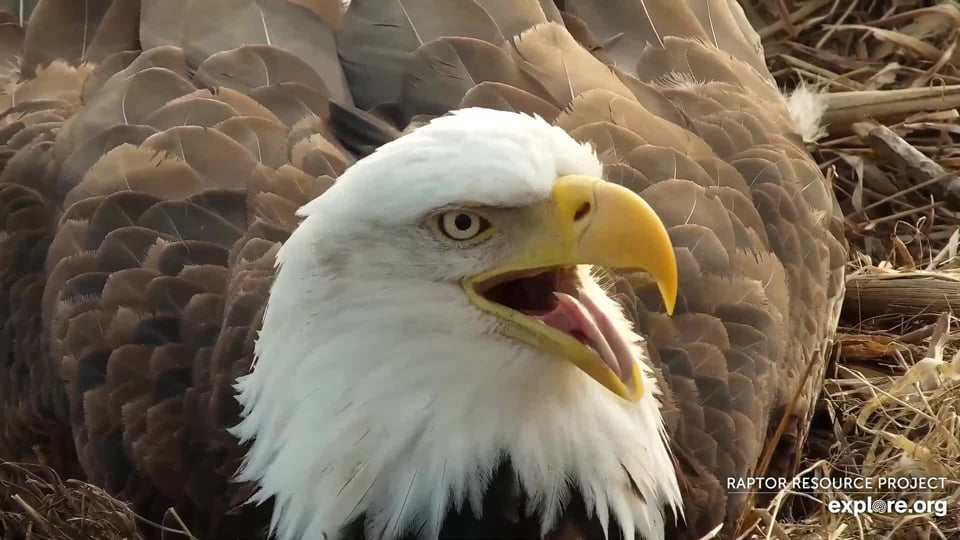 March 21, 2021: DNF appears to share a story at Decorah North! The unusually warm weather has both eagles panting. It's hard to believe they were coping with subzero temperatures a month ago.