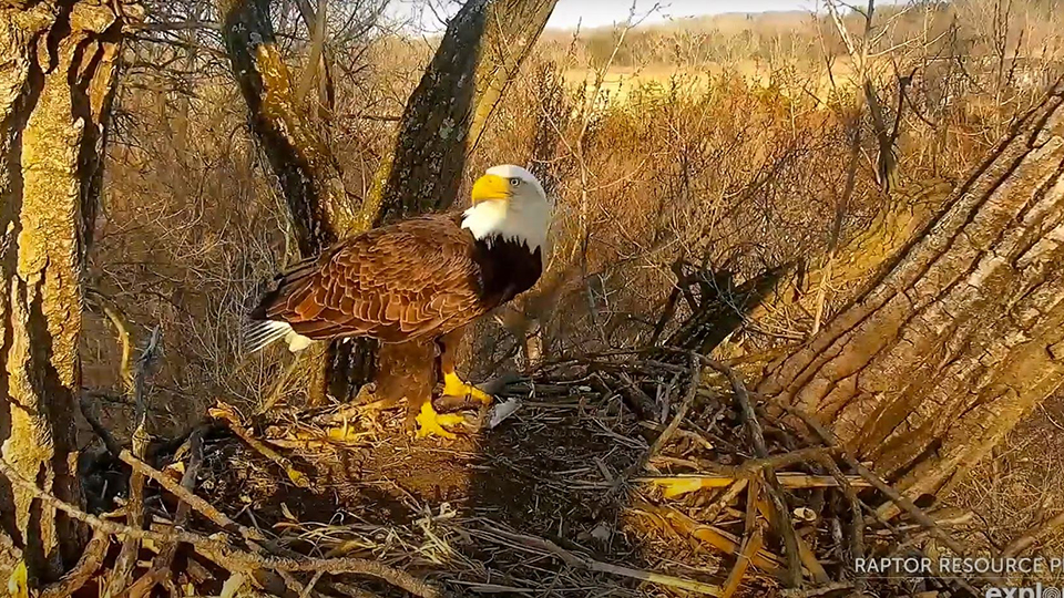 March 22, 2021: Mom enjoys a light dinner and signals to everyone in eyesight that she still rules this roost! The hatchery cabin? Not for sale!