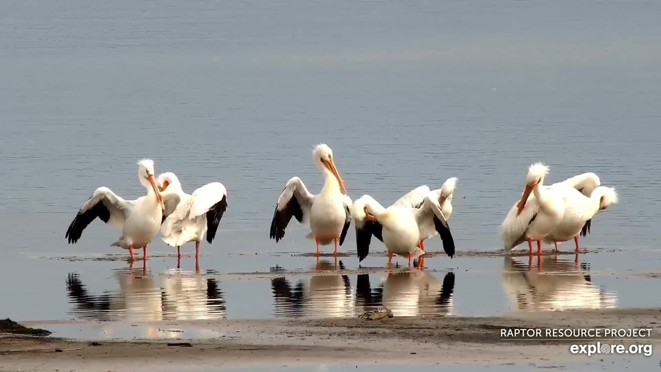 March 22, 2021; Pelicans return to the Mississippi Flyway!