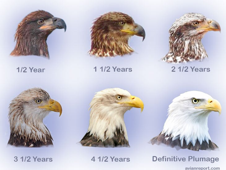 Aging eagles, author unknown