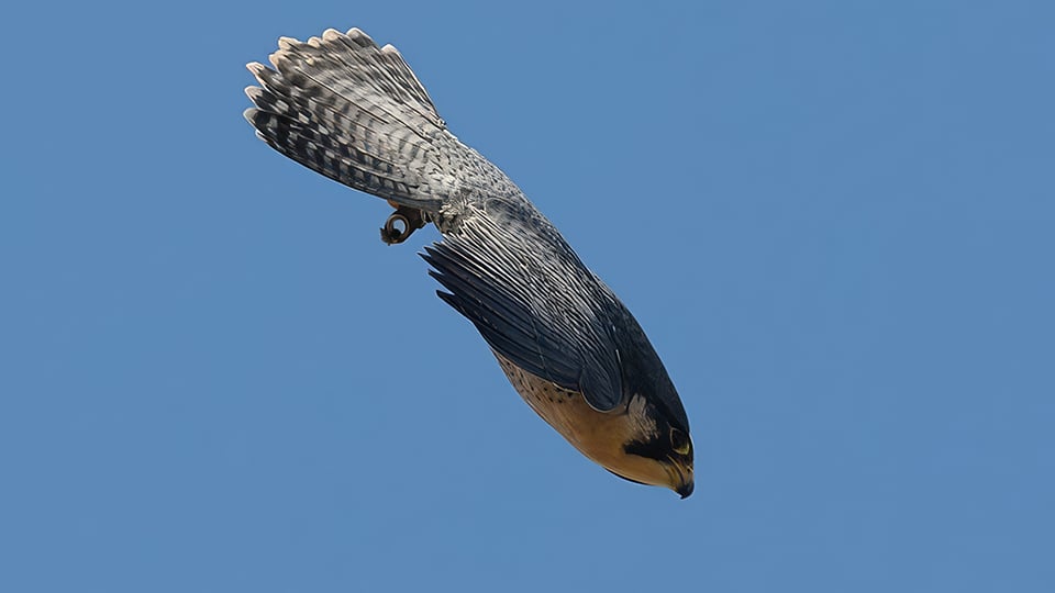 Peregrine Falcon in a stoop. Photo by Alan Benson.