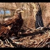 April 1, 2021: No fooling! A three-year-old subadult eagle stopped by N2B!