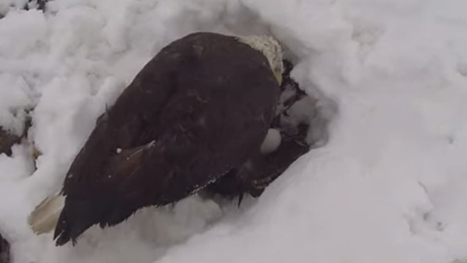 The March 14 snowstorm. The eagles faithfully incubated through 24 inches of snow, carefully protecting their eggs through the very worst of the storm.