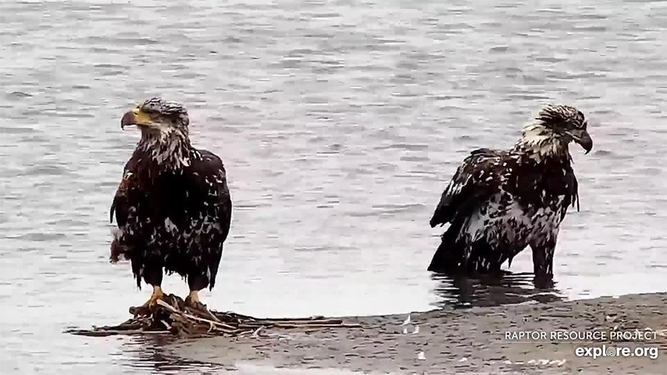 April 15, 2021: Eagles on the Flyway