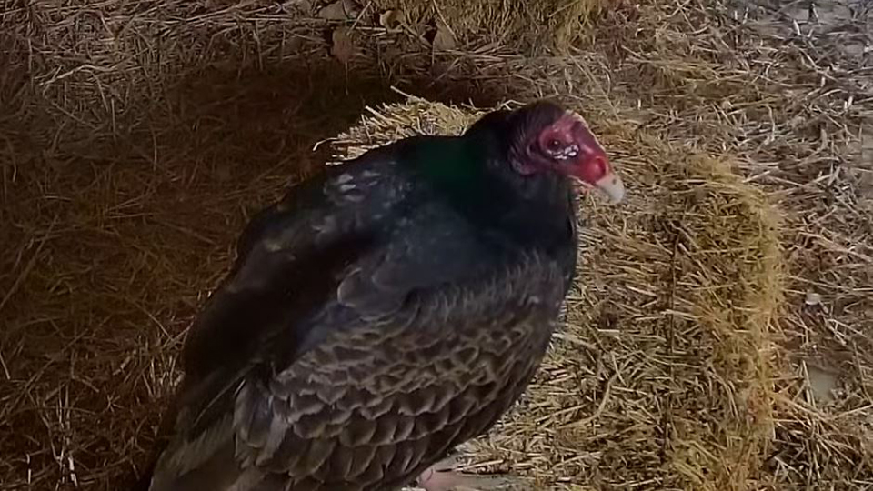 April 18, 2021: We're working on turkey vulture ID. The female has a more obvious bar (I think of it as an 'eyebrow) and is a little larger than the male. I'm not sure who this is.