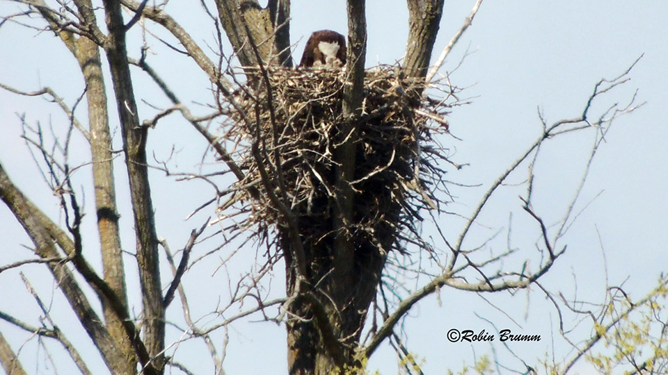 April 19, 2021: Robin sees Mom feeding three bobbleheads!
