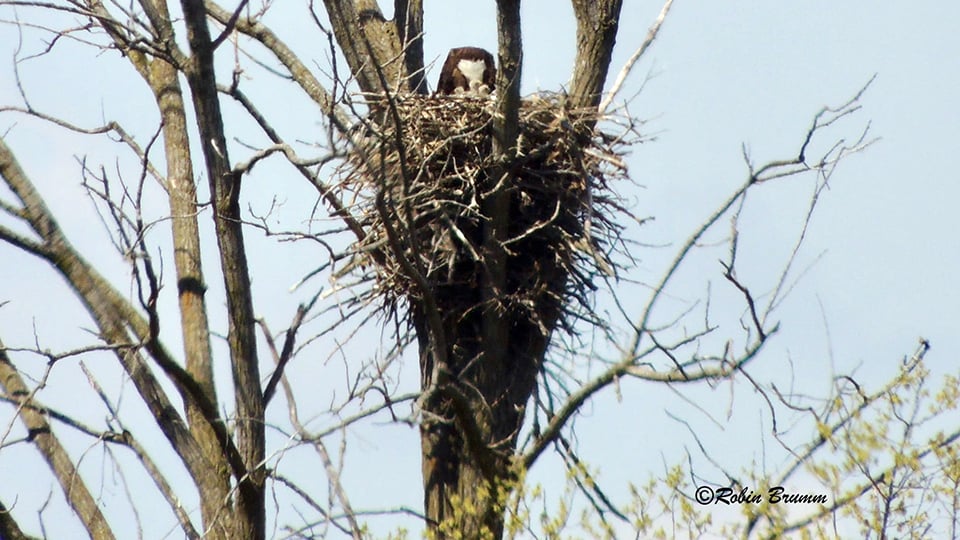 April 18, 2021: Robin's Day Trip - Mom feeds three eaglets