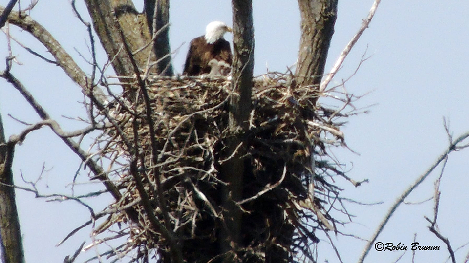 April 18, 2021: Robin's Day Trip - Mom with three eaglets