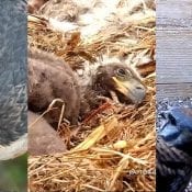 April 26, 2021: Nestflix from GSB, Decorah North, and the WI Kestrels