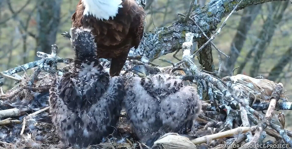 April 30, 2021: DN13, left. DN14, right! Notice the difference in their feather development, especially in their humeral tracts (aka cloaks).