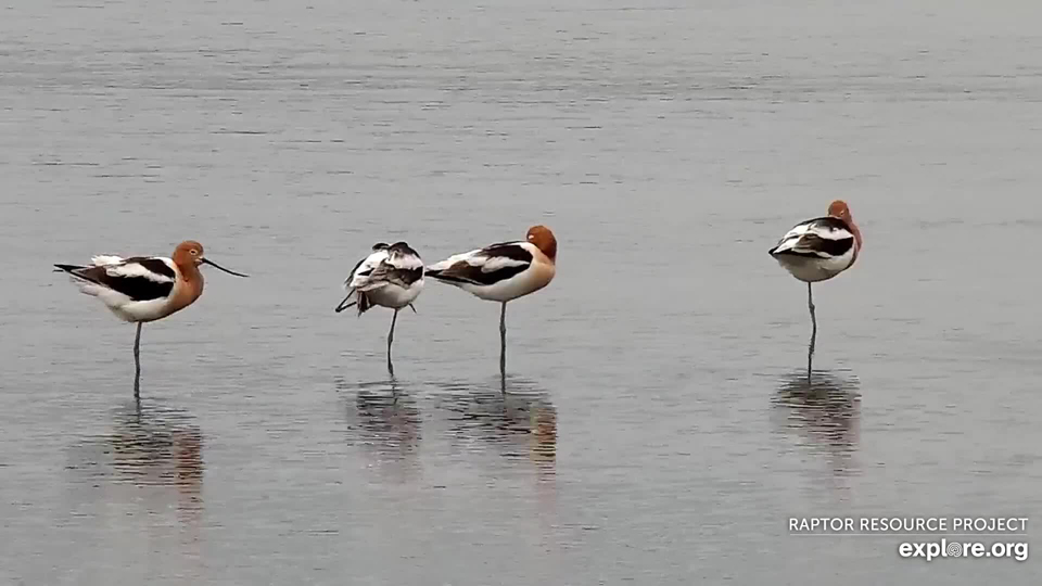 April 25, 2021: American Avocets on the Flyway