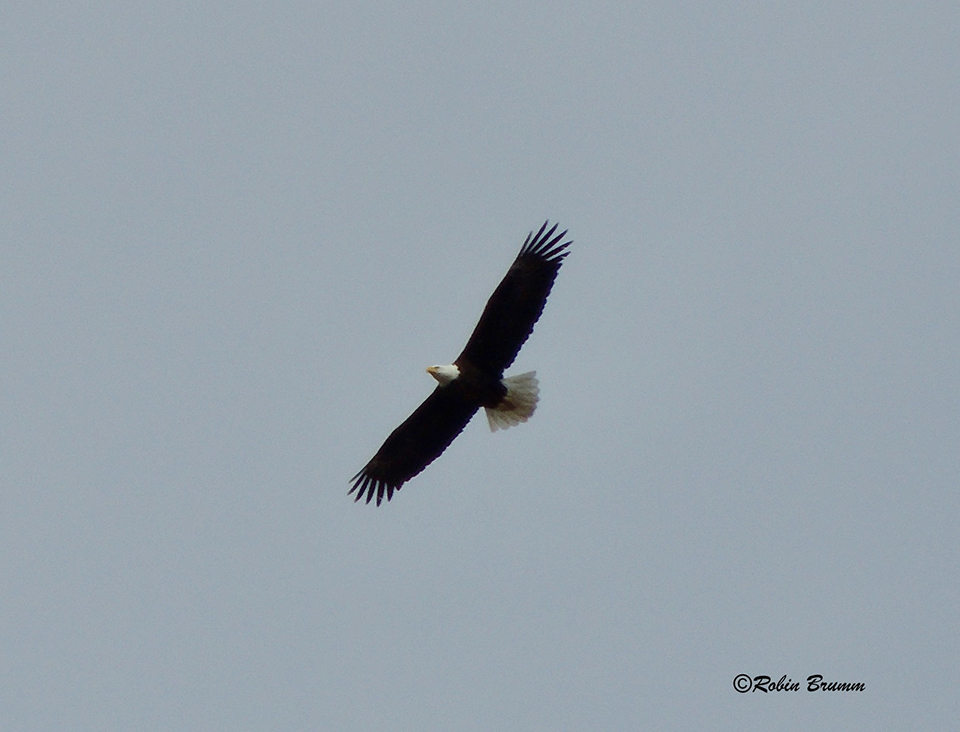 April 5, 2021: DM2 soaring above N3