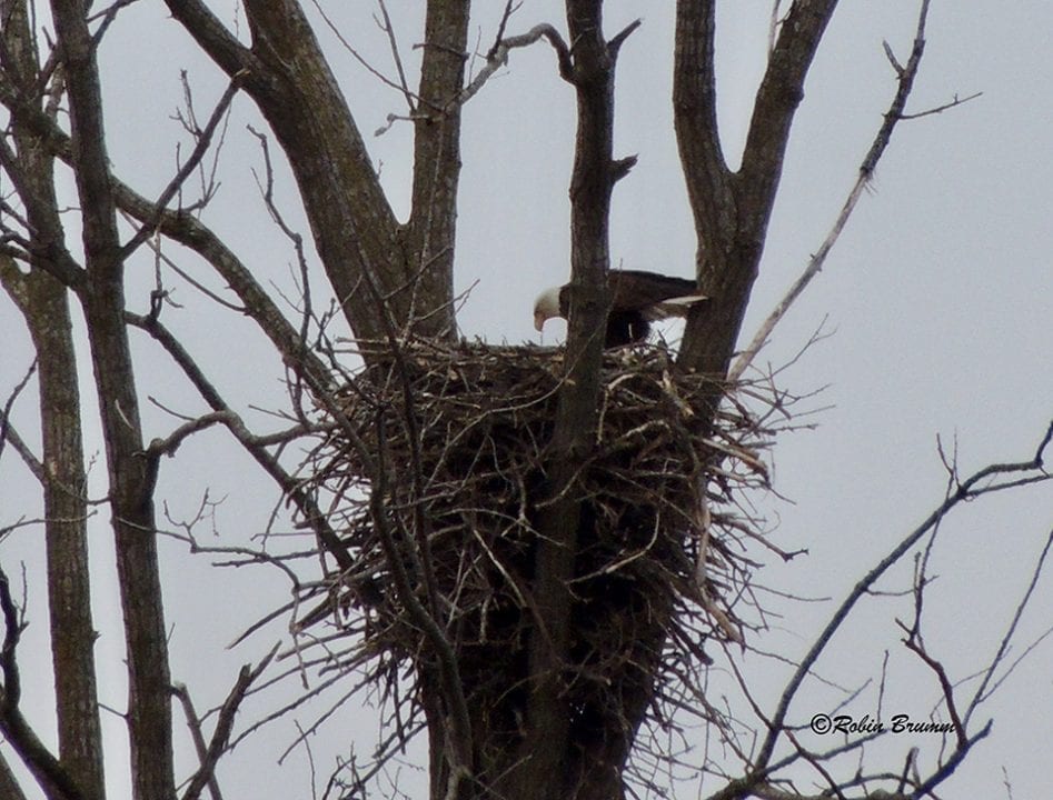 April 5, 2021: Mom feeding. You can see something stringy hanging from her beak!