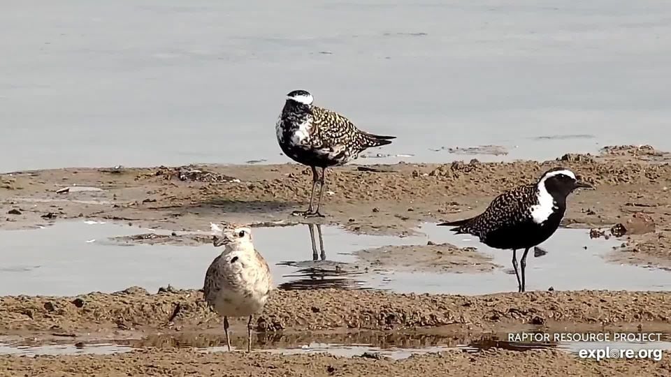 American Golden-Plovers on the Mississippi Flyway