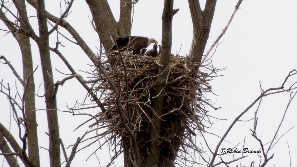 5-1-21. Mom feeding D37, D38 & D39.