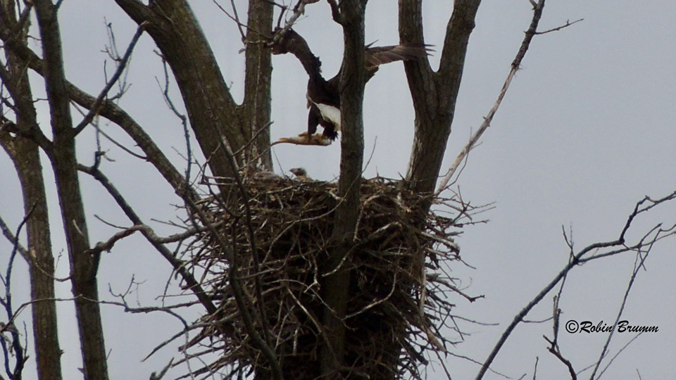 5-1-21 Mom flying into the nest with a fish.