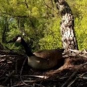 May 11, 2021: A Canada Goose at N2B