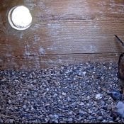 May 12, 2021: Four Kestrels hatch in one day!