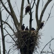 May 15, 2021: Mom, DM2, and the eaglets. Everyone is home!
