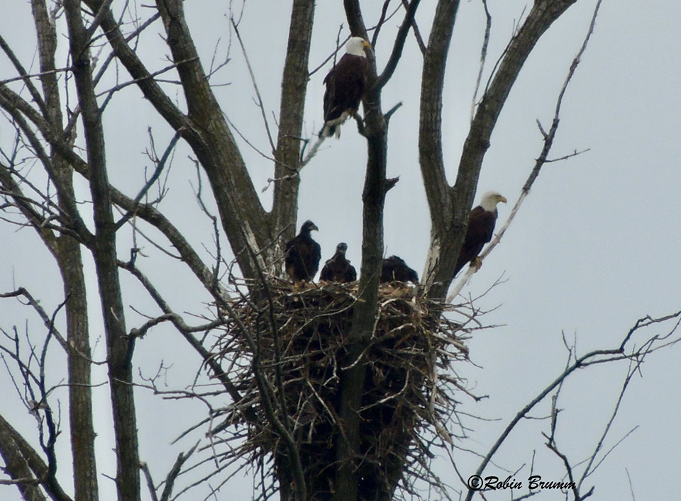 May 15, 2021: Mom, DM2, and the eaglets. Everyone is home!