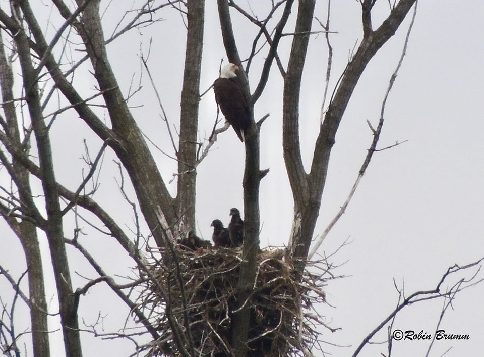 May 15, 2021: DM2 and the eaglets