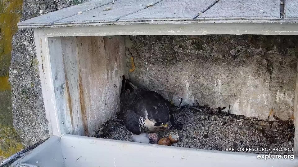 June 1, 2021: A second hatch at GSB!