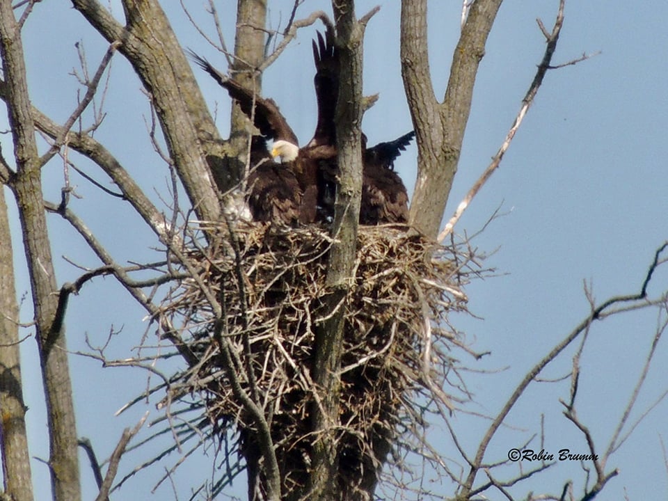 May 2021: A nest full of wings!