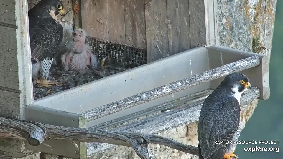 June 14, 2021: Zooey, chick, and Newman