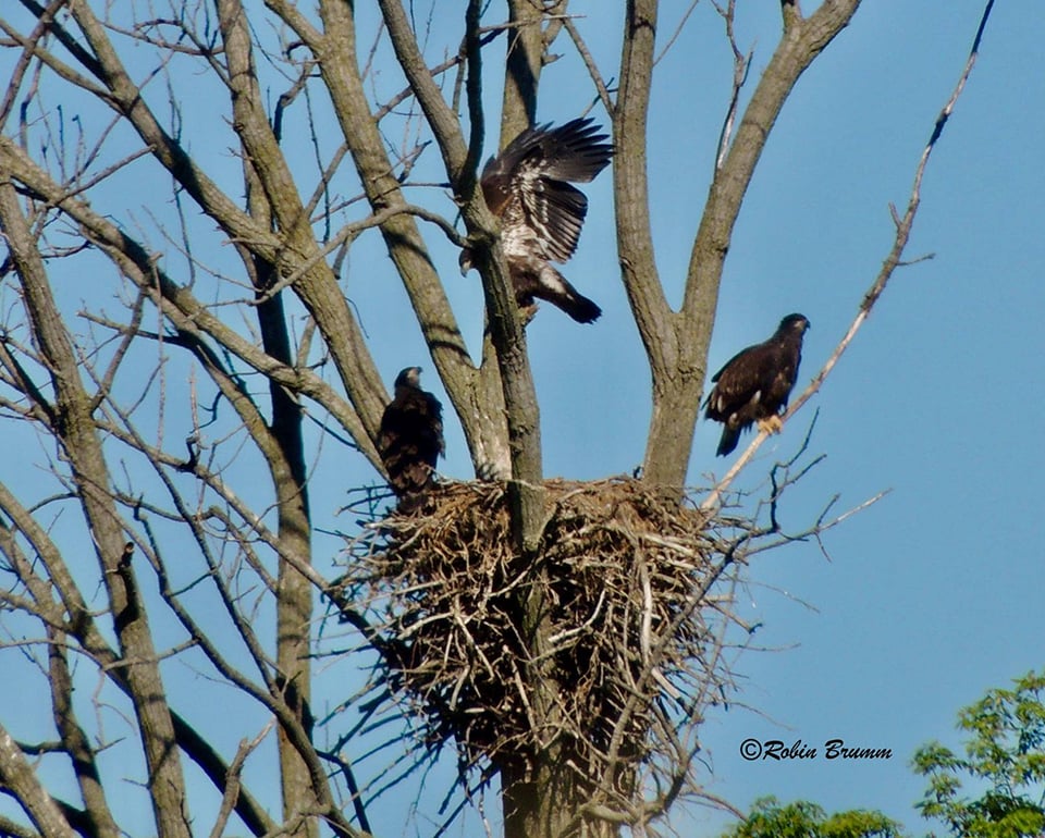 Saturday, June 19: Branching