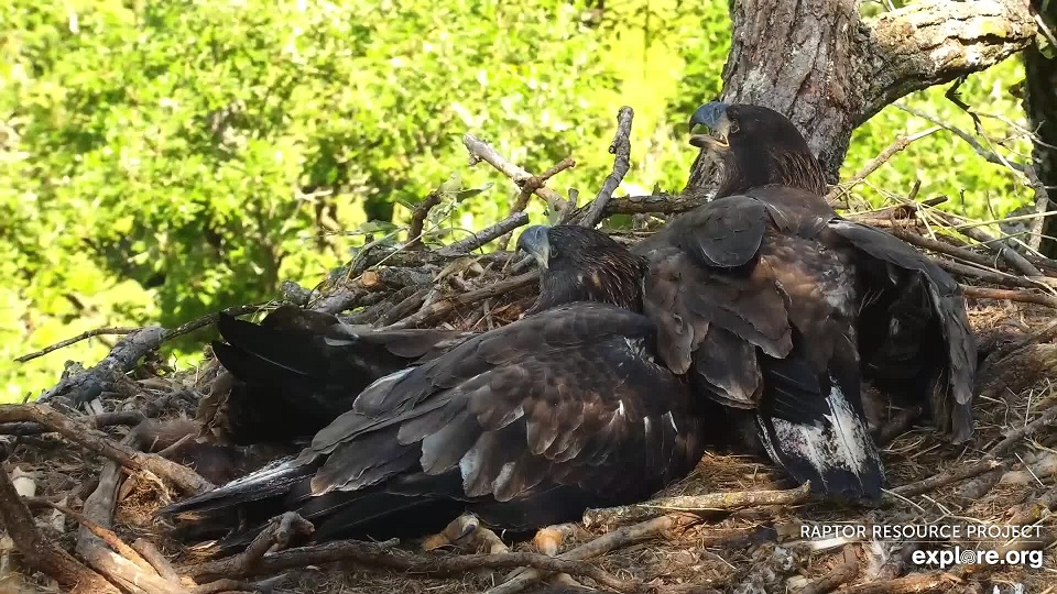 June 22, 2021: DN13 and DN14 relax in the North Nest hammock