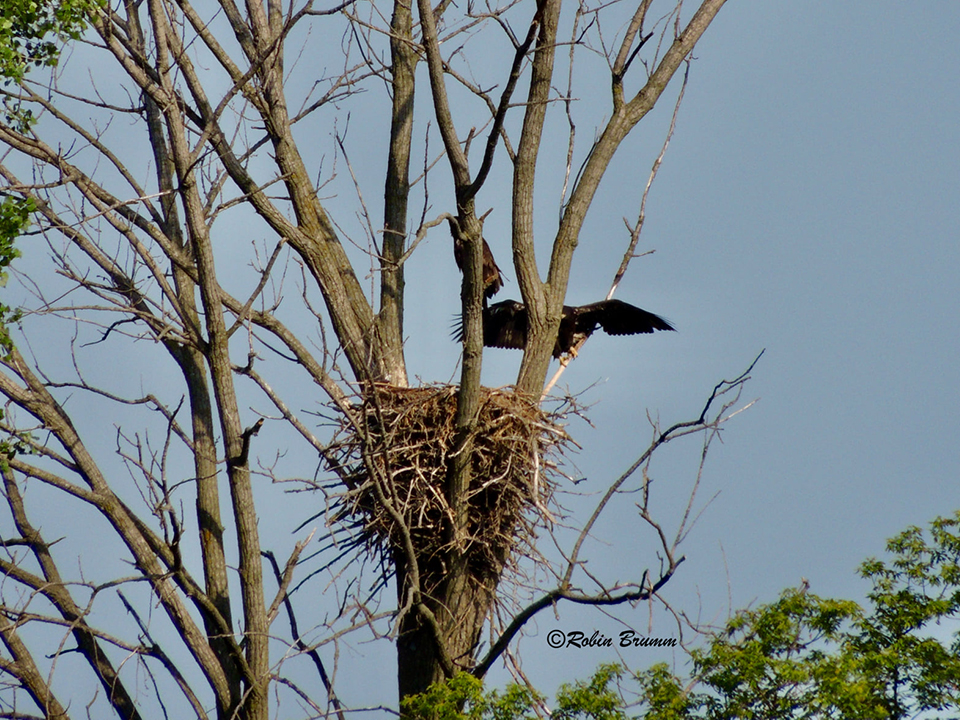 6-23-21: Two eaglets in N3