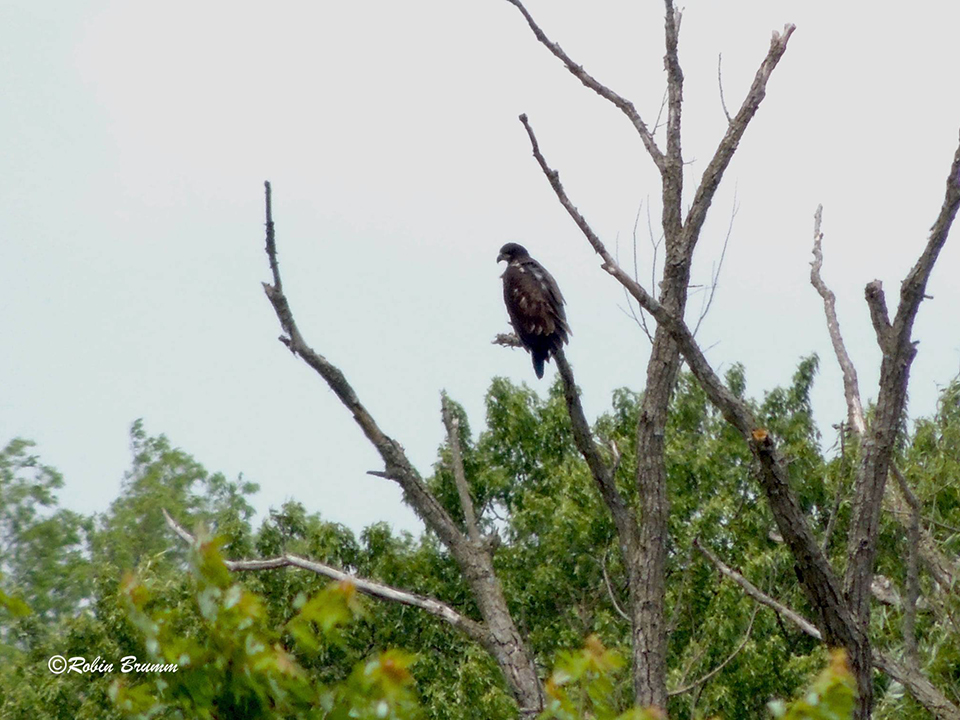 6-23-21: Fledgling on the dead tree near N3
