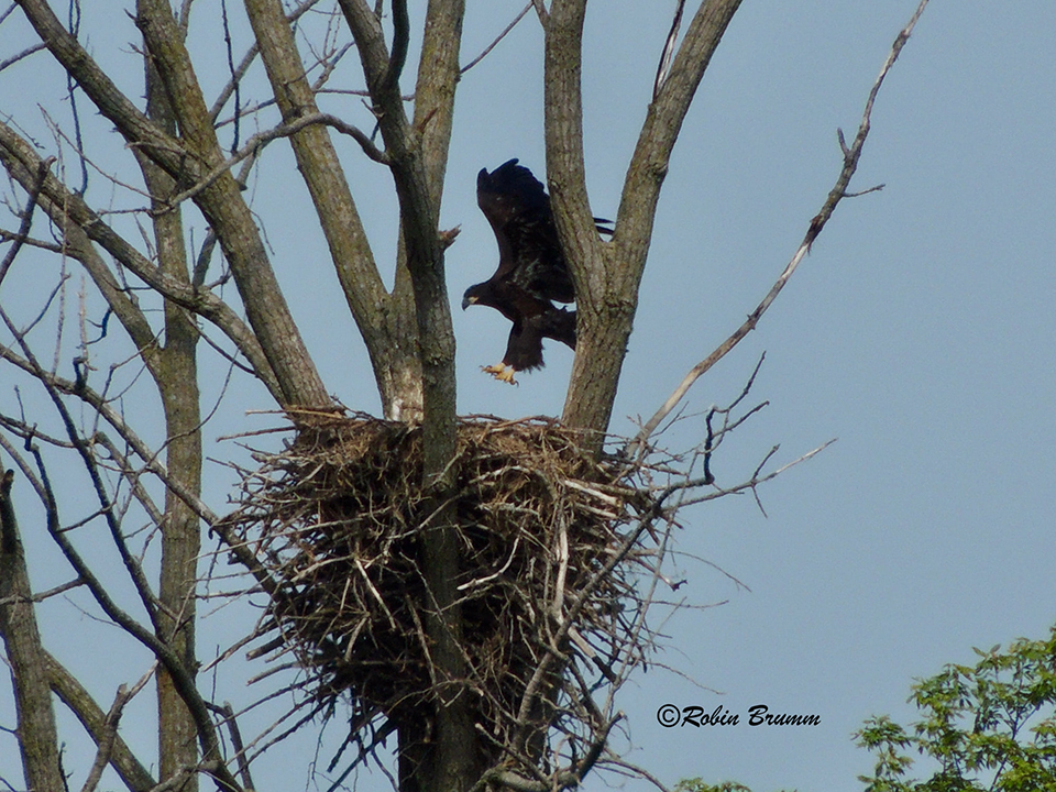 6-23-21: Eaglet wingercising in N3