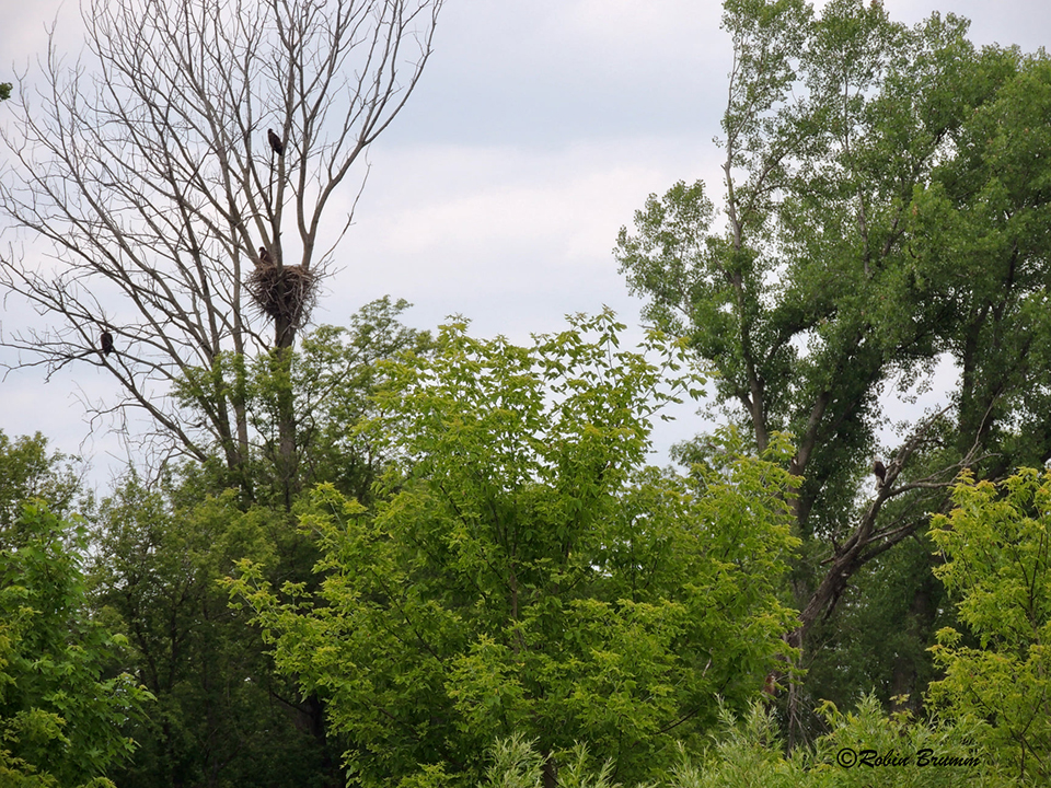 6-23-21: Four of the five Decorah Eagles family. Can you find the four of them?
