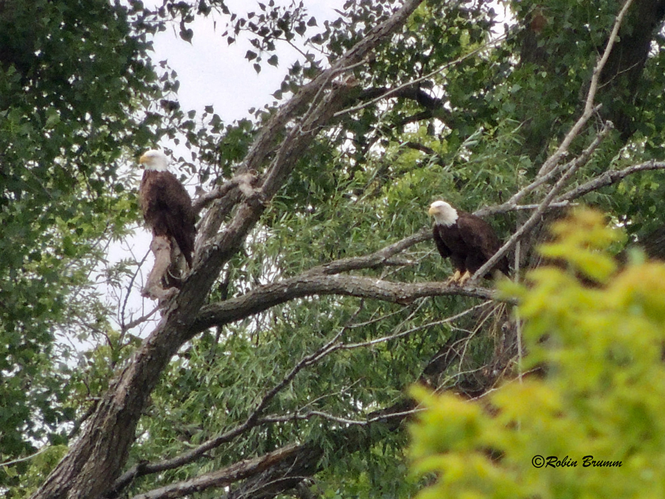 6-23-21: DM2 left, Mom right, on the perch tree
