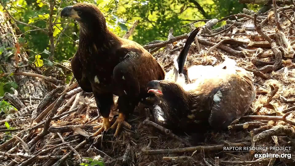 July 6, 2021: DN13 and DN14 in the nest