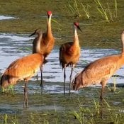 June 28, 2021: Sandhill cranes on the Mississippi Flyway