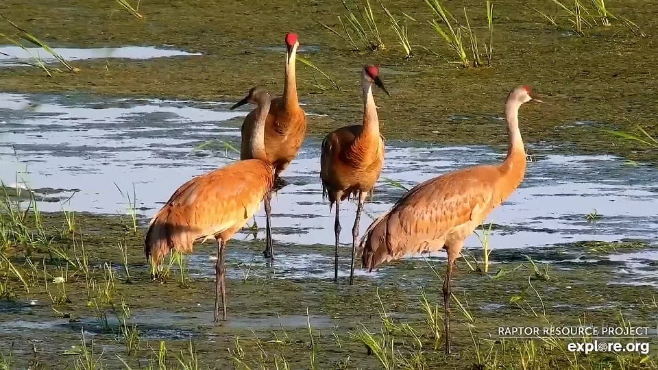 June 28, 2021: Sandhill cranes on the Mississippi Flyway