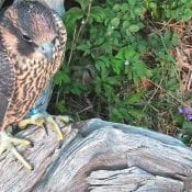 Fledgling falcon Chance