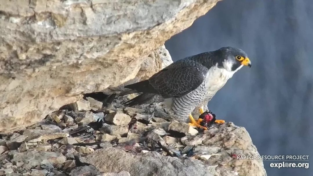 Chance's father Newman. Newman is an adult falcon.